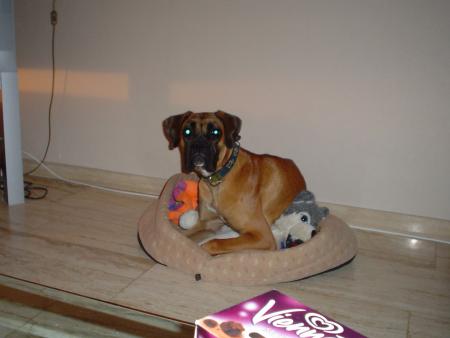 sa sa mon chien  c mon mamour